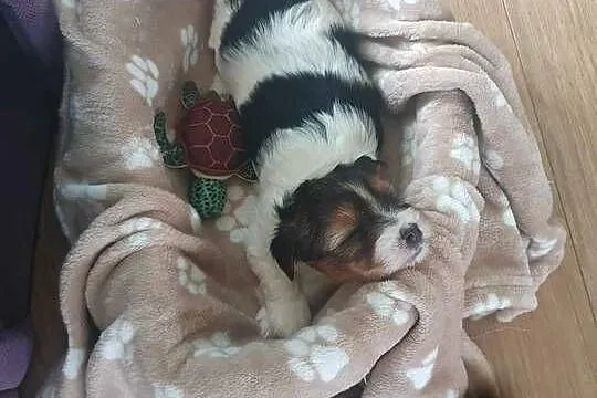 Yorkshire Terrier Biewer, Małopolskie, Nowy Targ