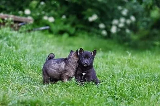 Pola- szczeniak po mamie husky!
