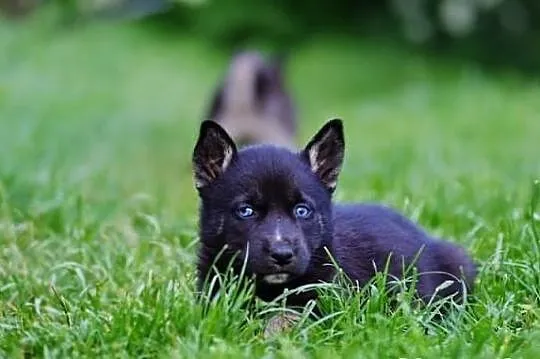 Pola- szczeniak po mamie husky!