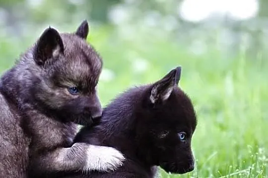 Pola- szczeniak po mamie husky!