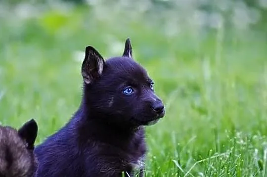 Pola- szczeniak po mamie husky!