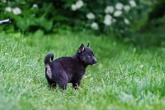 Pola- szczeniak po mamie husky!