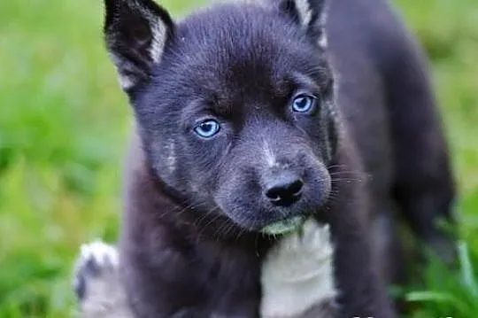 Pola- szczeniak po mamie husky!
