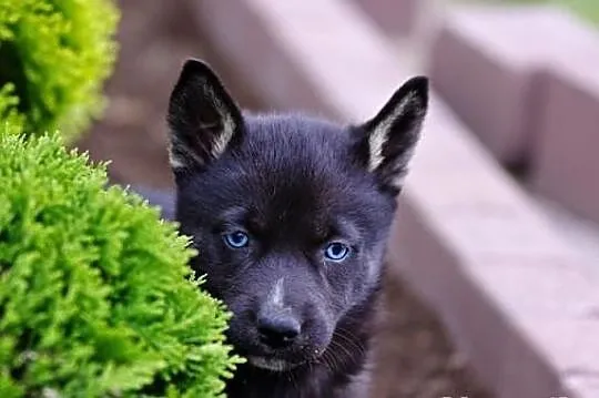 Pola- szczeniak po mamie husky!