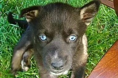 Pola- szczeniak po mamie husky!