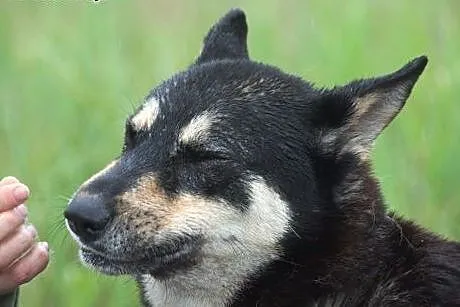 AJSZA- wyjątkowy pies dla wyjątkowej osoby,  śląsk