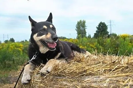 AJSZA- wyjątkowy pies dla wyjątkowej osoby,  śląsk