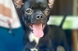 Chihuahua FCI