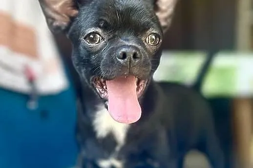 Chihuahua FCI