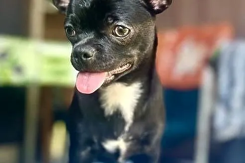 Chihuahua FCI, Świętokrzyskie, Raczyce