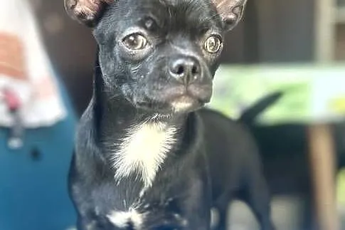 Chihuahua FCI, Świętokrzyskie, Raczyce