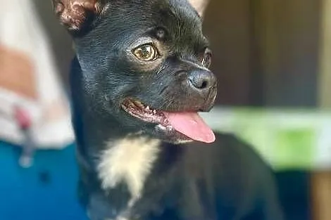 Chihuahua FCI, Świętokrzyskie, Raczyce