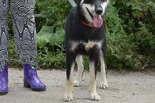 Luna, sunia w typie husky szuka odpowiedzialnego domu!,  Kundelki cała Polska