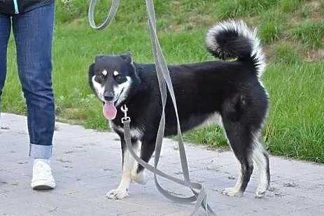 Luna, sunia w typie husky szuka odpowiedzialnego d