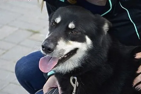 Luna, sunia w typie husky szuka odpowiedzialnego d