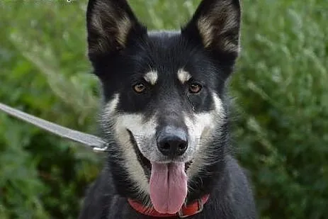 Luna, sunia w typie husky szuka odpowiedzialnego d