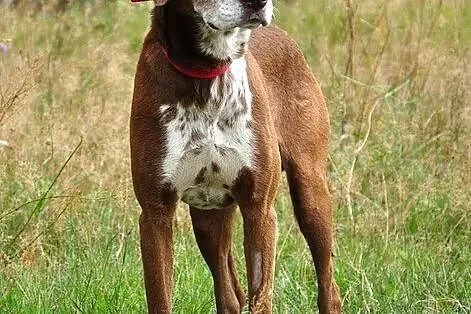 Wyżełkowaty Bruno - pies idealny :)