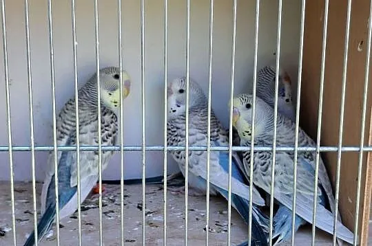 Papugi, papużki faliste TCB, Łódzkie, Łask