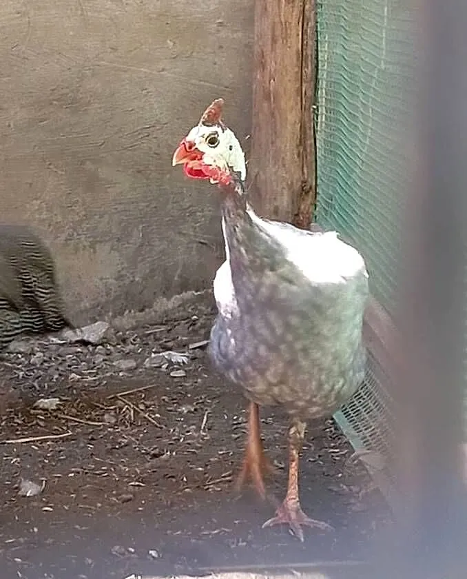 Sprzedam Pantarka kogut, Podkarpackie, Kosina
