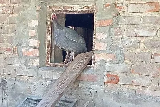 Sprzedam Pantarka kogut, Podkarpackie, Kosina