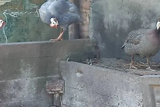 Sprzedam Pantarka kogut, Podkarpackie, Kosina