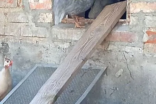 Sprzedam Pantarka kogut, Podkarpackie, Kosina