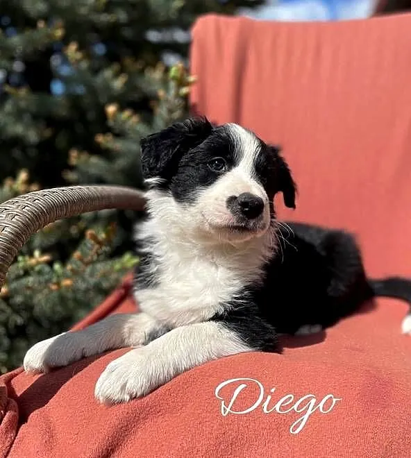 Szczeniak border collie z rodowodem (z badaniami gen. rodziców), Świętokrzyskie, Wola Murowana