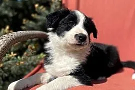 Szczeniak border collie z rodowodem (z badaniami gen. rodziców)