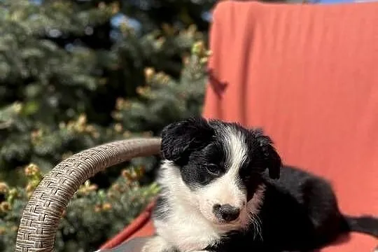 Szczeniak border collie z rodowodem (z badaniami gen. rodziców), Świętokrzyskie, Wola Murowana