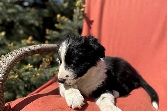 Szczeniak border collie z rodowodem (z badaniami gen. rodziców), Świętokrzyskie, Wola Murowana