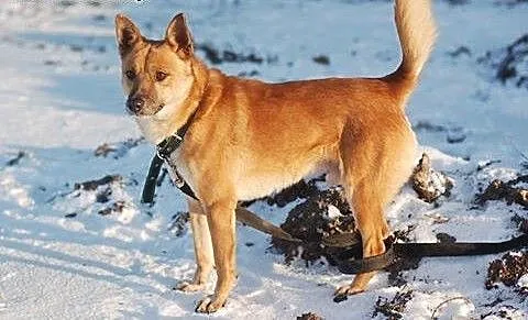 Jupik - do adopcji przesympatyczny piesek, łódzki