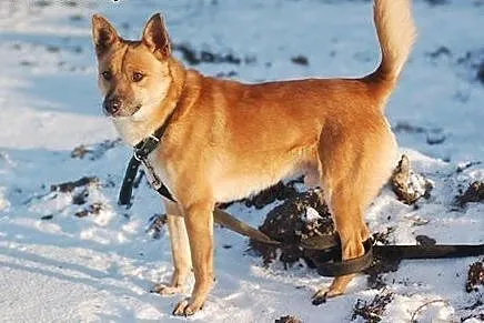 Jupik - do adopcji przesympatyczny piesek,  łódzki