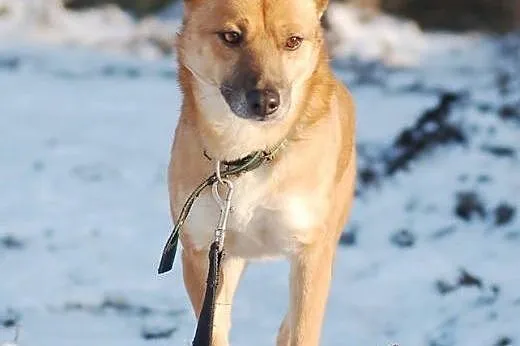 Jupik - do adopcji przesympatyczny piesek,  łódzki