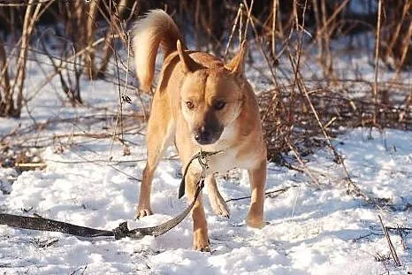Jupik - do adopcji przesympatyczny piesek,  łódzki