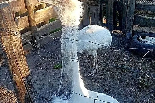 Jajka lęgowe nandu