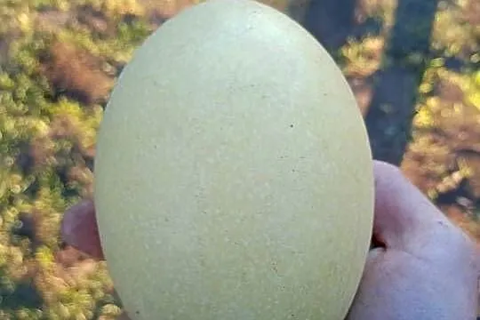 Jajka lęgowe nandu, Pomorskie, Główczewice