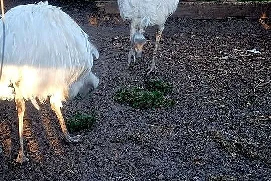 Jajka lęgowe nandu, Pomorskie, Główczewice