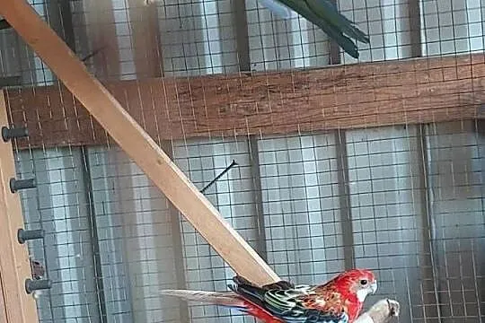 Sprzedam Rozelle białolice, Wielkopolskie, Koło