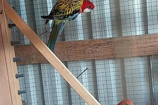 Sprzedam Rozelle białolice, Wielkopolskie, Koło
