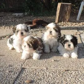 Shih Tzu !!!.... szczenięta gotowe na nowy dom: emanuellepatricia71@gmail.com