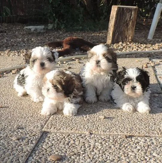 Shih Tzu !!!.... szczenięta gotowe na nowy dom: emanuellepatricia71@gmail.com