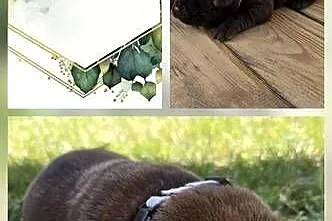 Labrador retriever piesek pieski mały czekoladowy brązowa suczka Cynka
