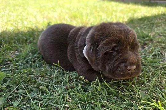 Labrador retriever piesek pieski mały czekoladowy brązowa suczka Cynka, Dolnośląskie, Legnickie Pole