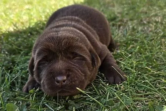 Labrador retriever piesek pieski mały czekoladowy brązowa suczka Cynka, Dolnośląskie, Legnickie Pole