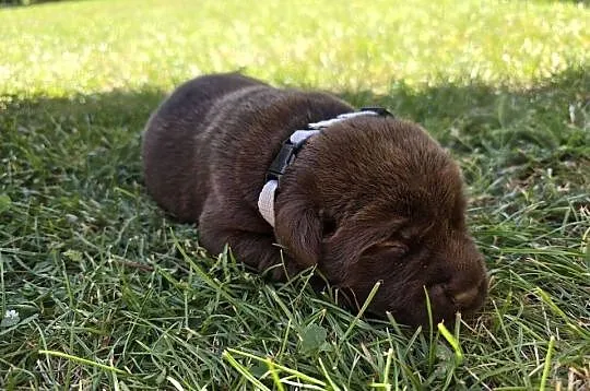 Labrador retriever piesek pieski mały czekoladowy brązowa suczka Cynka, Dolnośląskie, Legnickie Pole