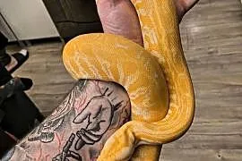 Pyton Tygrysi
