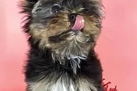 Szczeniak Yorkshire Terrier (kolorowa) – Mini rozmiar