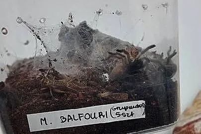 M. Balfuri grupówki po 5 szt, Warmińsko-mazurskie, Olsztyn