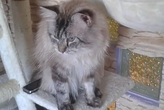 Piekny kocurek syberyjski