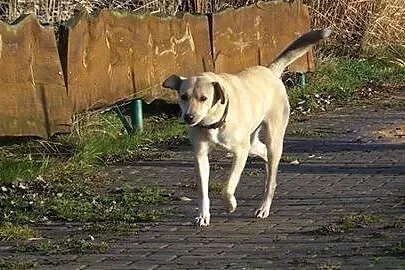 ZELDA młoda piękna radosna sunia tak bardzo chciał
